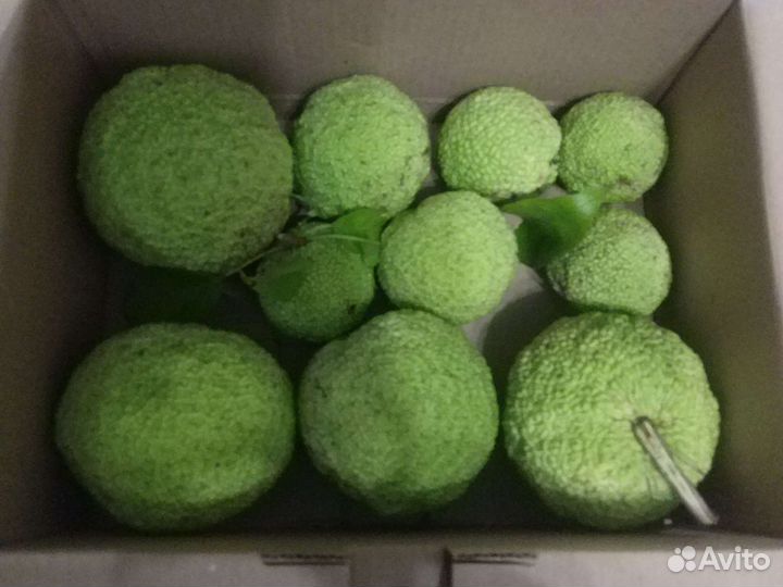 Масло Маклюры