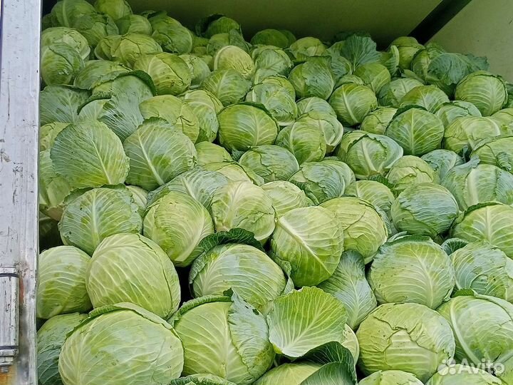 Капуста
