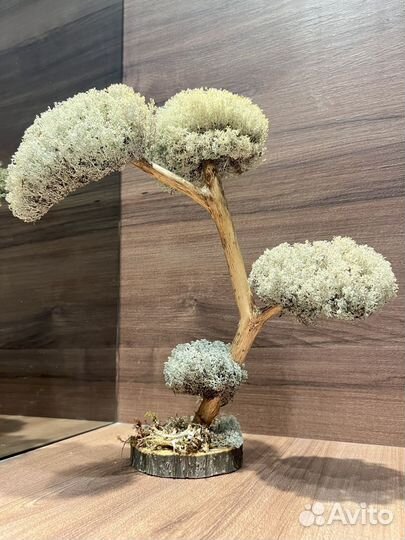 Дерево бонсай не требующие ухода