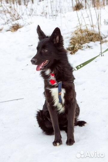 Собака в добрые руки