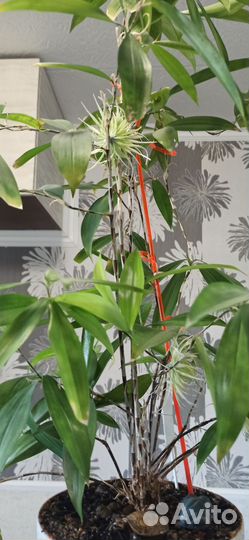 Драцена Годсефа, укоренённый отросток