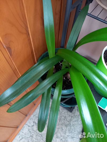 Гиппеаструм амариллис