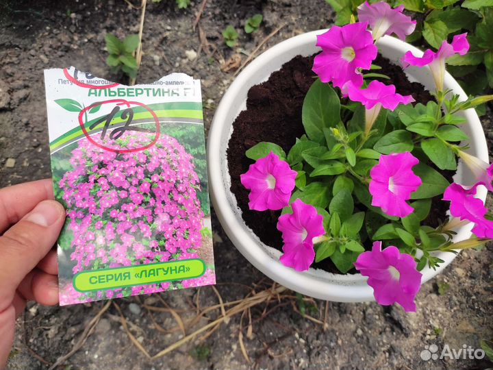 Петуния сортовая многоцветковая