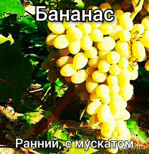Черенки и саженцы винограда