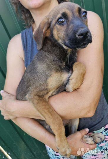 Щенки бесплатно