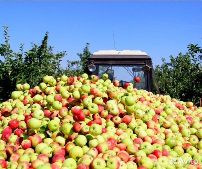 Сборщик яблок