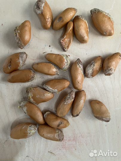 Косточки дуриана -короля фруктов