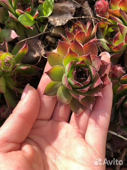 Молодило, растение