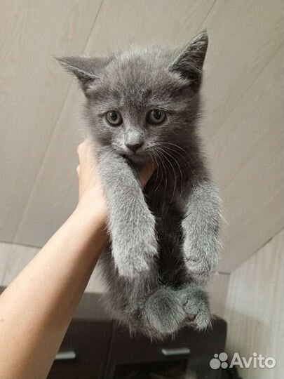 Шотланские котятки