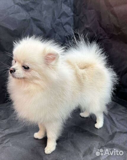 Белый померанский шпиц