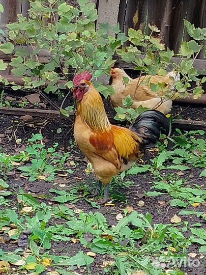 Петушки Лакенданзи