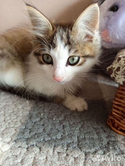 Отдам бесплатно