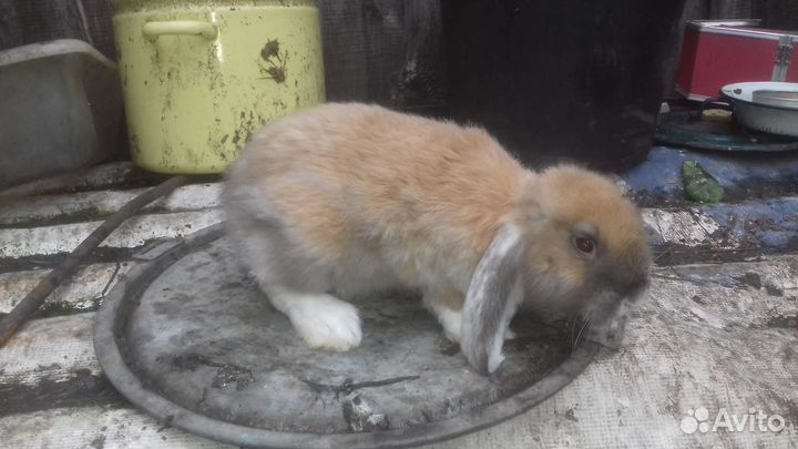 Фландр (ризен) Французский Баран