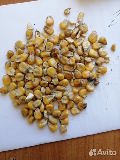 Кукуруза