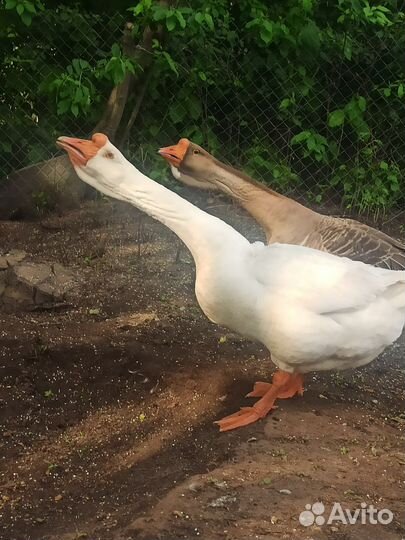 Холмогорские гуси