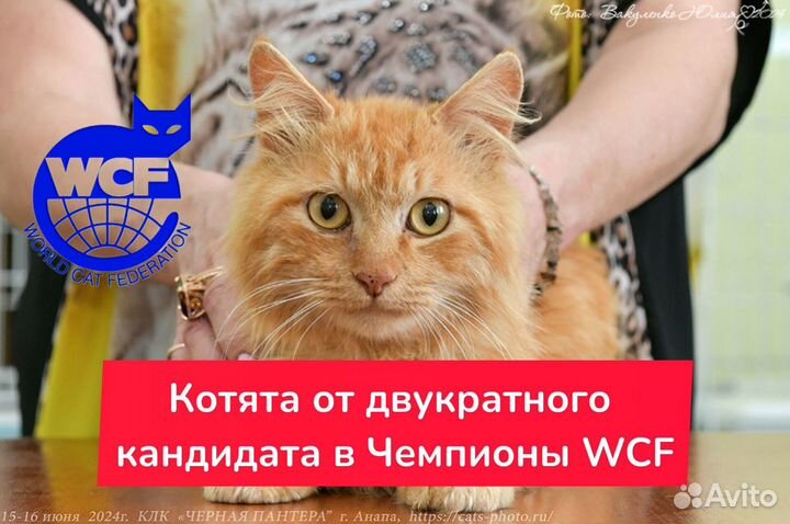 Шикарные котята Курильских бобтейлов