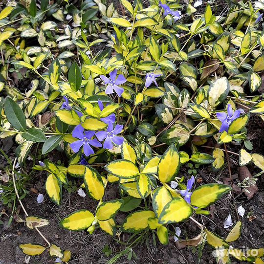 Почвопокровные вечнозелёные растения