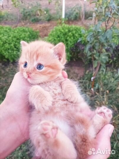 Котята мальчики