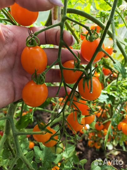 Семена помидора