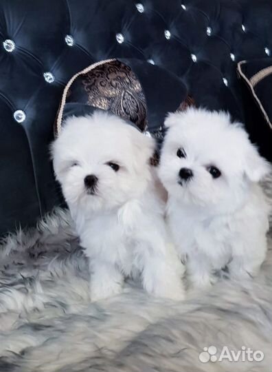 Щенки мальтезе 2.5 месяца
