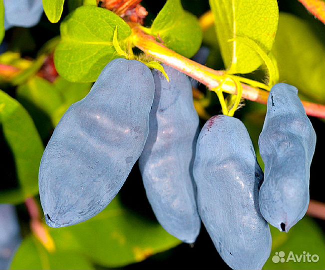 Бакчарская жимолость, новинки