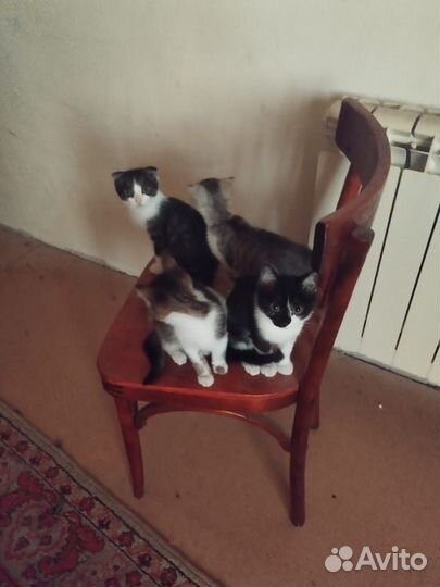 Котята в добрые руки