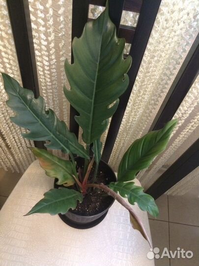 Филодендроны сортовые