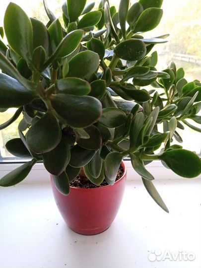 Денежное дерево