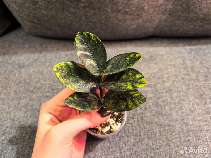 Замиокулькас биг раунд