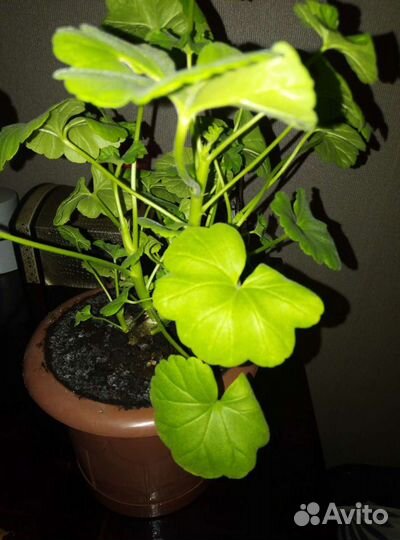 Герань душистая