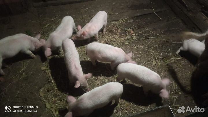 Поросенок ландрас