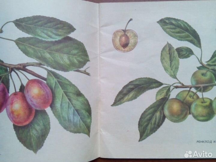 Слива. Михеев А. М. 1986г