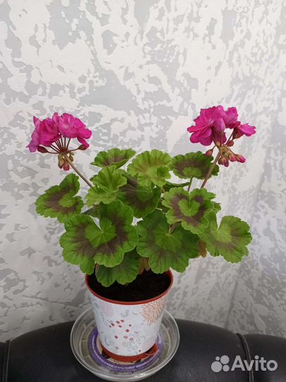 Пеларгония герань
