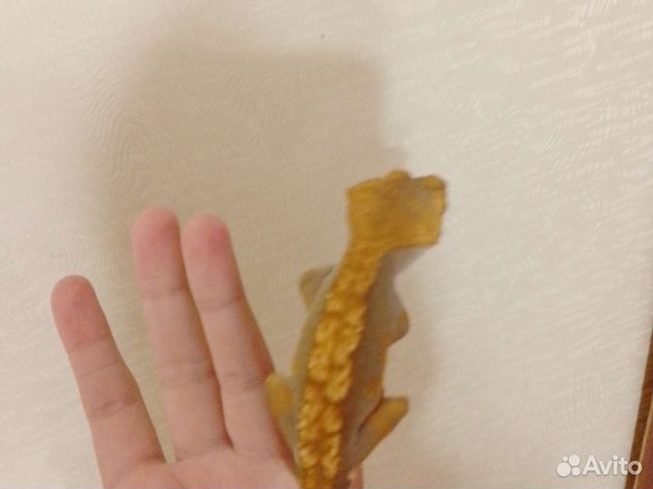 Реснитчатый бананоед