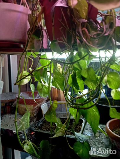 Вьющиеся цветы филодендрон плющ сингонии
