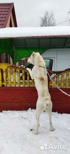 Вязка алабай