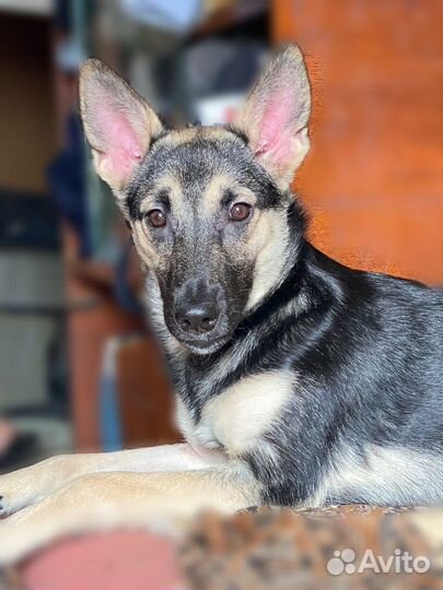 Овчарка самым лучшим хозяевам