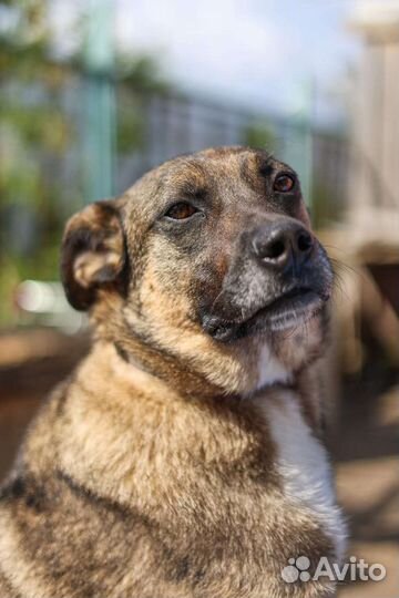 Никому не нужный пес