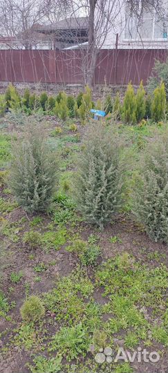 Можжевельник скальный