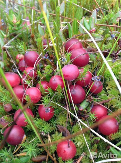 Черника, клюква, брусника