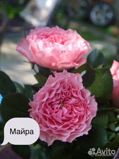 Саженцы роз