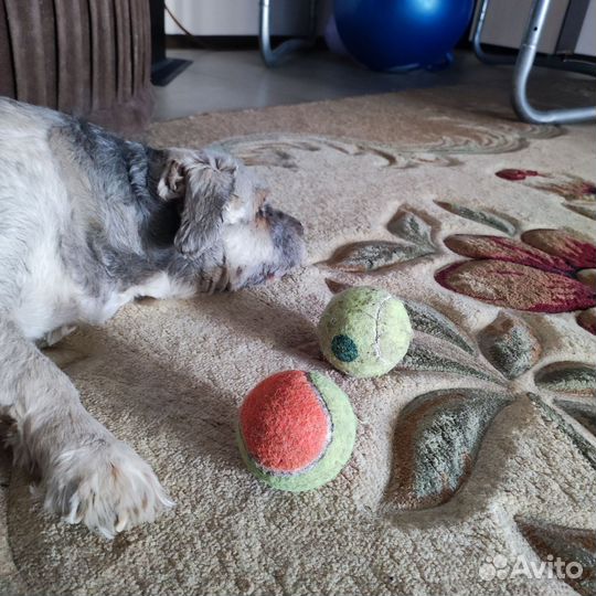 Мячик для собаки