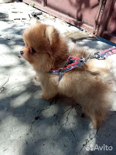 Щенки померанского шпица