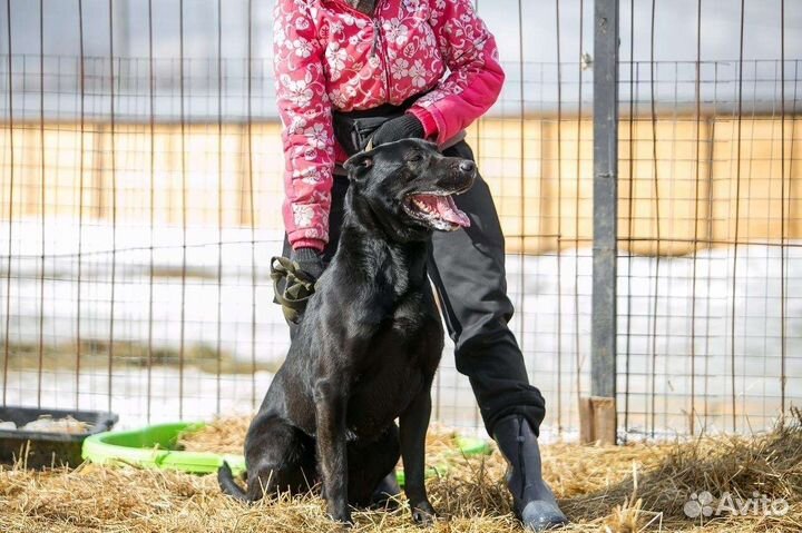 Собака в добрые руки отдам бесплатно