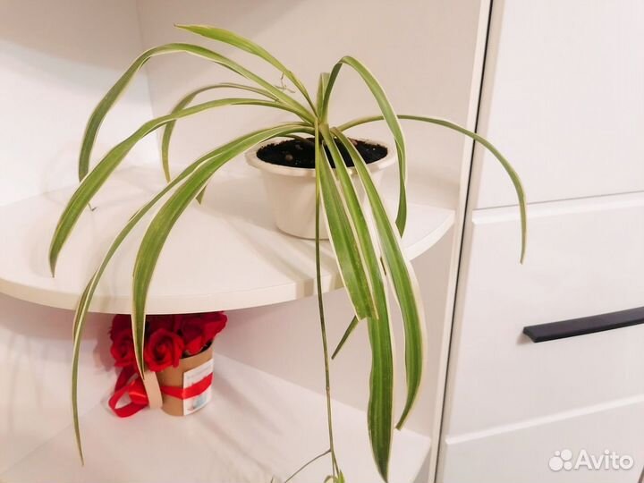 Хлорофитум