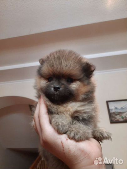 Померанский шпици мини медвежьего типа
