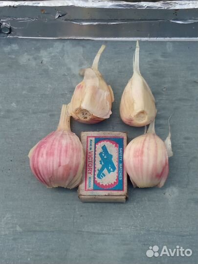 Чеснок озимый старинный сорт из Сибири