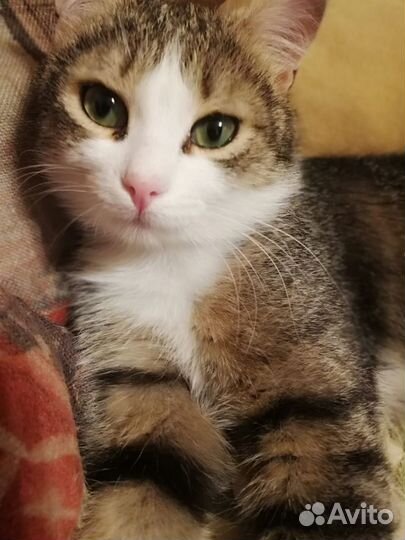 Хасик - идеальный кот