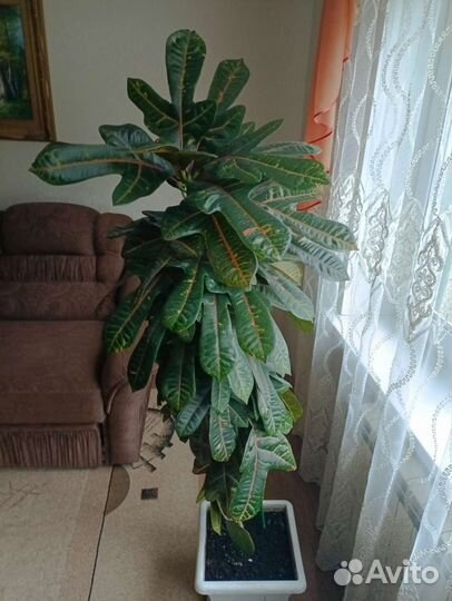 Кордиеум пестрый