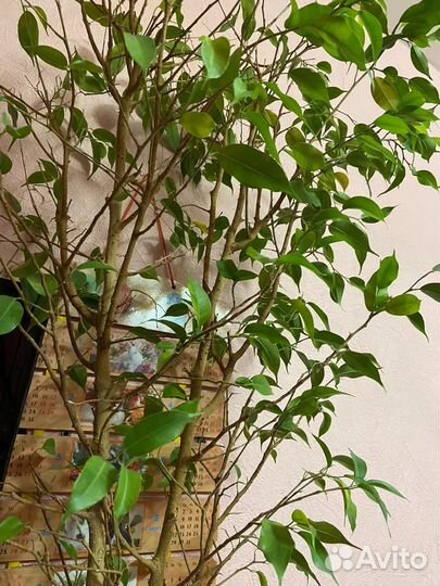 Комнатные цветы